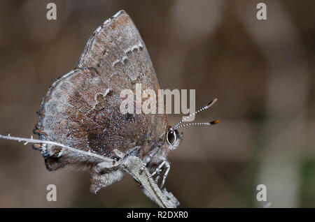 Frosted Elfin, Callophrys irus, female Stock Photo