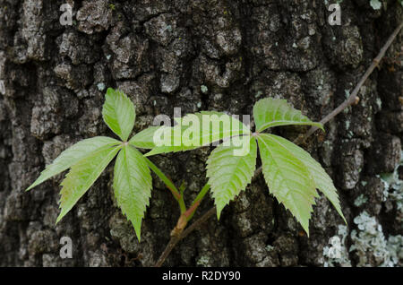 Virginia creeper, Parthenocissus quinquefolia, climbing up oak tree Stock Photo