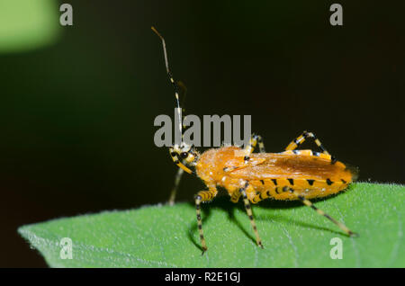 Assassin Bug, Pselliopus barberi Stock Photo