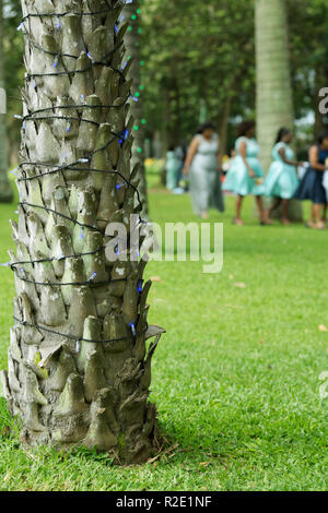 Close-up of blue fairy lights in wrap-around arrangement on palm tree trunk to decorate Durban Botanical Garden during Christmas festive season Stock Photo