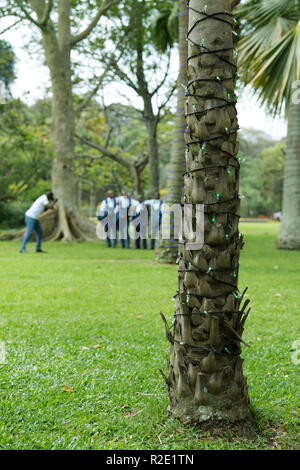 Durban, KwaZulu-Natal, South Africa, fairy lights wrapped around palm tree trunk in city Botanical Garden, festive season, celebrate Christmas Stock Photo