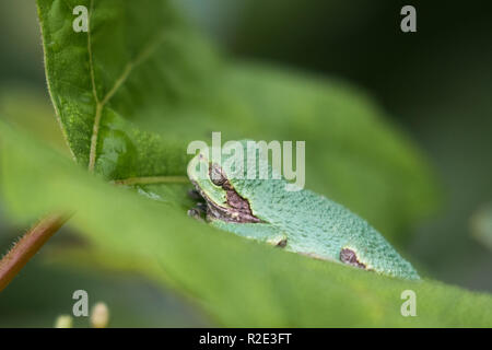 Gray treefrog sitting on a leaf Stock Photo