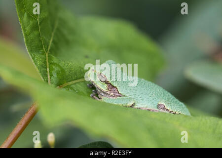Gray treefrog sitting on a leaf Stock Photo
