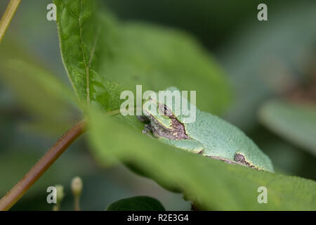 Gray treefrog sitting on a leaf Stock Photo