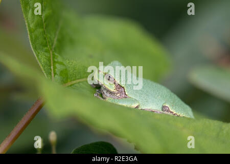 Gray treefrog sitting on a leaf Stock Photo
