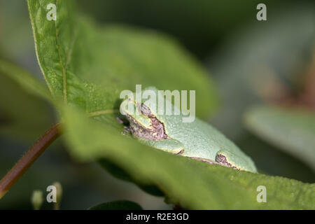 Gray treefrog sitting on a leaf Stock Photo