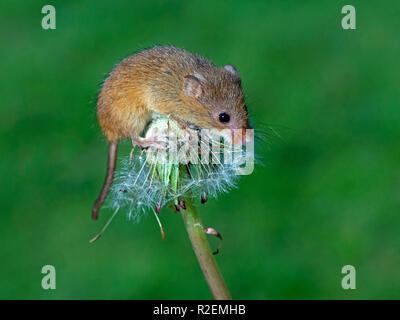 Eurasian harvest mouse on dandelion Stock Photo