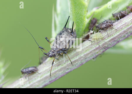 Aphids sucking and feeding on creeping thistle Stock Photo