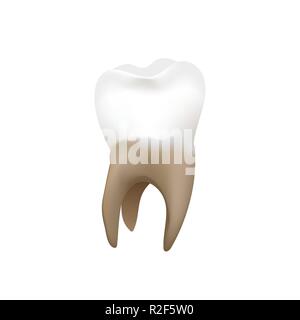 Bright realistic premolar, human tooth on white Stock Vector