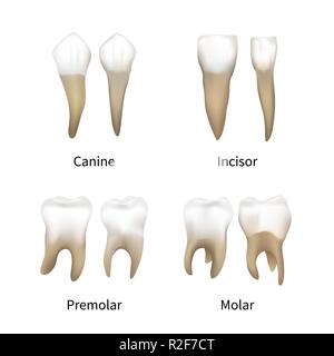 Set of realistic human teeth types isolated on white Stock Vector