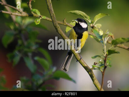 insect killer Stock Photo