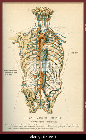 Vintage color table of anatomy, abdomen large blood vessels with skeleton, Italian anatomical descriptions Stock Photo