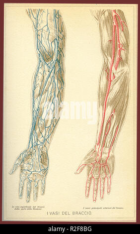Vintage color table of anatomy, arm blood vessels and blood circulation, Italian anatomical descriptions Stock Photo