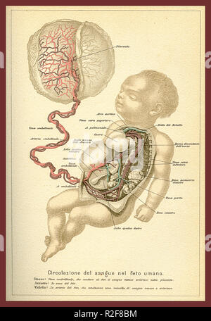 Vintage color table of anatomy, human fetus blood circulation with Italian anatomical descriptions Stock Photo