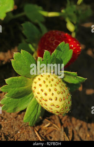 Closed up young unripe strawberry in the sunlight with blurred ripe strawberry in background Stock Photo