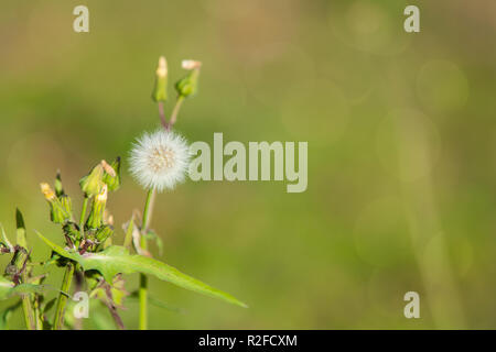 Dandelion seeds against a beautiful green background during the autumn in the day Stock Photo