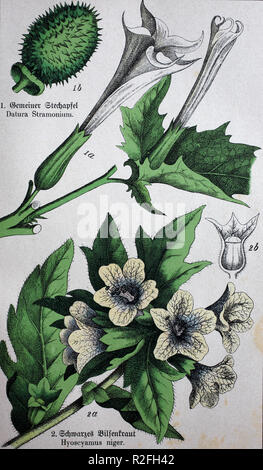 Digital improved reproduction, poisonous plants, Datura stramonium, known by the English names jimsonweed or devil's snare, Hyoscyamus niger, commonly known as henbane, black henbane or stinking nightshade, from an original print from the 19th century Stock Photo