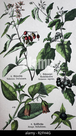 Digital improved reproduction, poisonous plants, Solanum dulcamara, also known as bittersweet, bittersweet nightshade, bitter nightshade, blue bindweed, Amara Dulcis,[3] climbing nightshade, Amara Dulcis, climbing nightshade, Atropa belladonna, commonly known as belladonna or deadly nightshade, from an original print from the 19th century Stock Photo