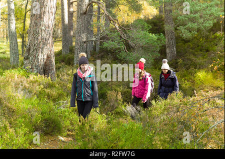 Walkers on the viewpoint trail in Glen Affric, Highlands, Scotland. Stock Photo
