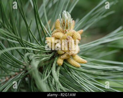 fresh pine cone on tree Stock Photo