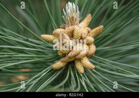 fresh pine cone on tree Stock Photo