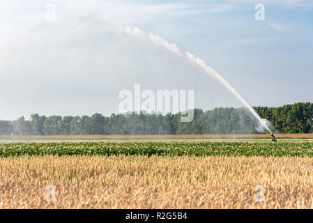 asA sprinkler is watering farmland with potatoes and grain in the Netherlands during a period of extreme drought in the summer of 2018. Stock Photo