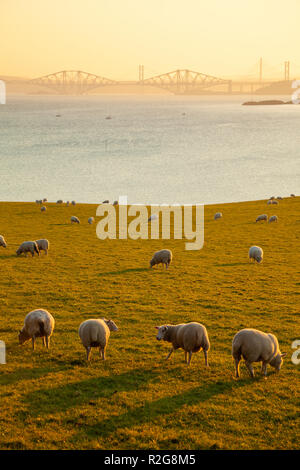 A flock of sheep being lit by late evening sun in Dalgety Bay Fife. Stock Photo
