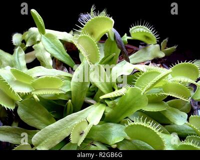 venus flytrap Stock Photo