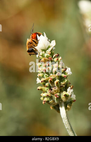 Honey bee on white lavender Stock Photo