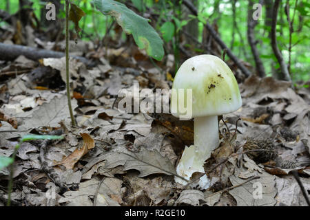 Deadly poisonous Amanita phalloides or Death Cap in natural habitat, lowland oak forest, side view, horizontal orientation Stock Photo