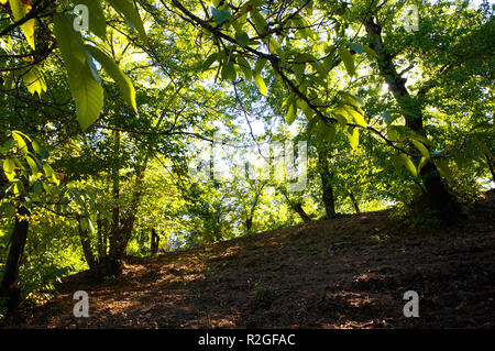 Sunlight through Sweet Chestnut trees Stock Photo