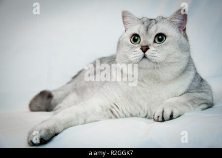 Big beautiful silvery British cat with big green eyes lies on a light background close-up. British shorthair male cat BRI ns 11 black silver shaded. Stock Photo