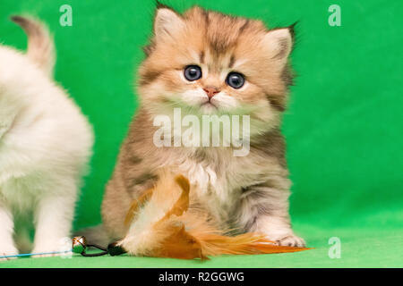 Fluffy charming little Golden British kitten sits next to a cat toy on a green background and looks into the camera Stock Photo