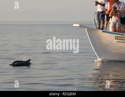 Sunset dolphin cruise from Meeru Island, Maldives Stock Photo