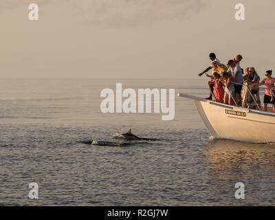 Sunset dolphin cruise from Meeru Island, Maldives Stock Photo