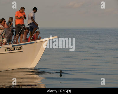 Sunset dolphin cruise from Meeru Island, Maldives Stock Photo