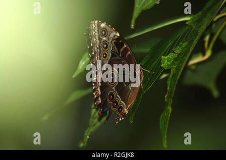 butterfly in green surroundings Stock Photo