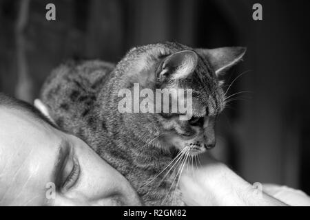 Rare Egyptian Mau cat draped around his owner's neck in total adoration Stock Photo
