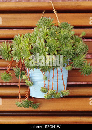 house leeks plant in a bucket hanging Stock Photo
