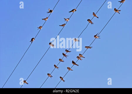 a group of house martins laid on the powerline cables Stock Photo