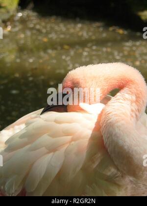 pink flamingo Stock Photo