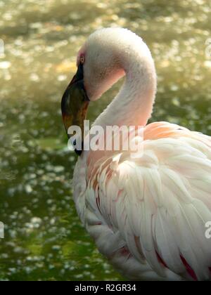 proud Stock Photo