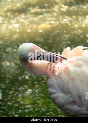 plumage care Stock Photo