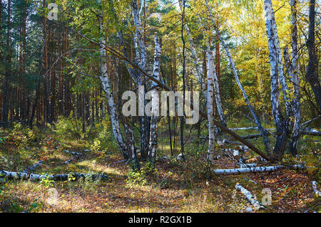 Thick green leafy birch forest with fallen trees on a sunny day. Forest conservation area. Natural Park. Stock Photo