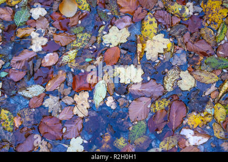 Top view of the multi-colored autumn foliage from various trees in a puddle after the rain. Litochoro. Greece Stock Photo
