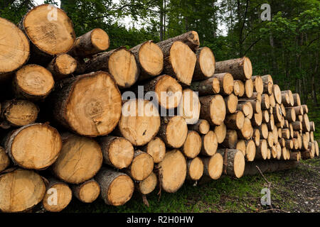 Freshly cut tree logs piled up in a forest  of Bavaria, Germany Stock Photo