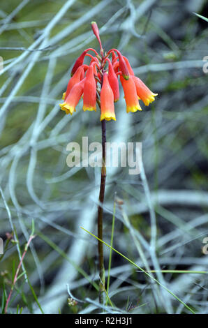Christmas Bells, Blandfordia nobilis, family Blandfordiaceae. Spring and summer flowering, native to eastern Australia, growing in Royal National Park Stock Photo