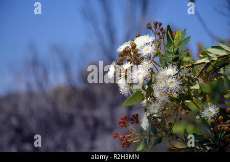 White and yellow Dwarf Apple gum tree flowers and red buds, Angophora hispida, under a blue sky in the Royal National Park, Sydney, Australia Stock Photo