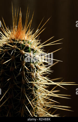 cactus 05 Stock Photo