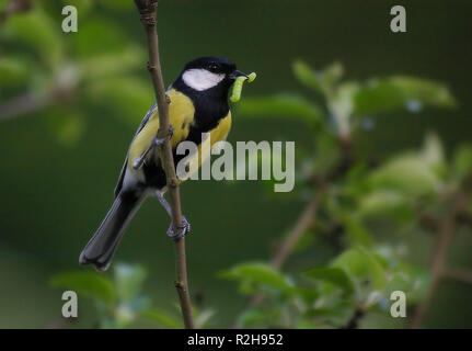 insektenvernichter Stock Photo